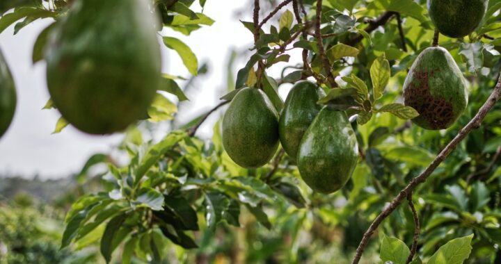 avocado fruits hanging on tree