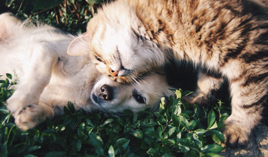 orange tabby cat beside fawn short coated puppy. Pet ownership