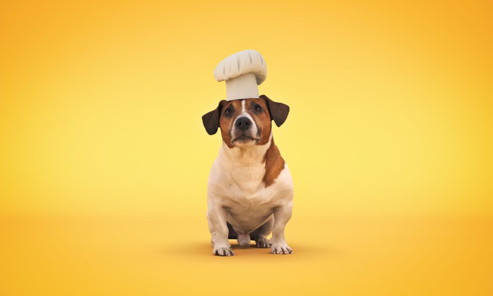 The Benefits of Feeding Eggs to Dogs and the Best Ways to Serve Them