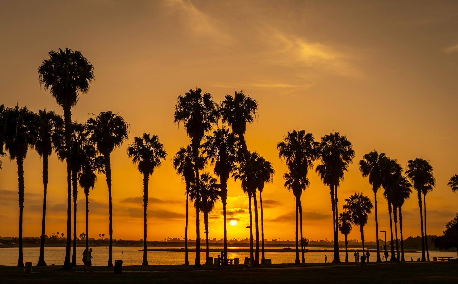 silhouette of palm trees during sunset. Human Trafficking Sting