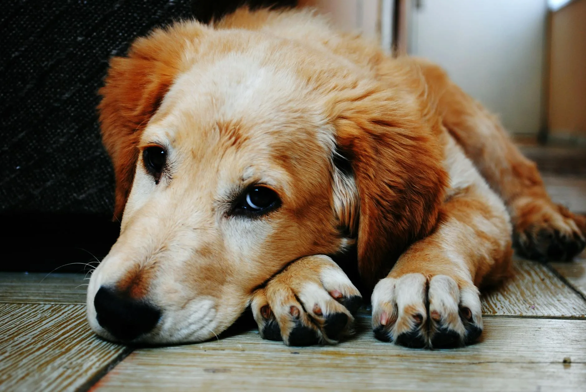 tan and white short coat dog laying down in a brown wooden floor. Dog treat recall