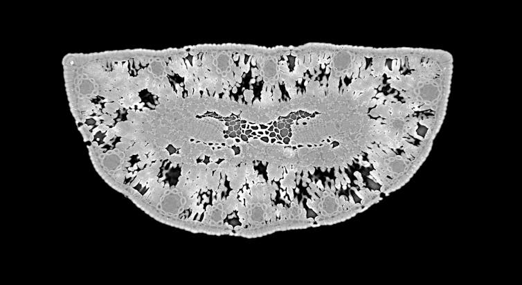 Laser scan of a leaf showing structural changes in response to water stress