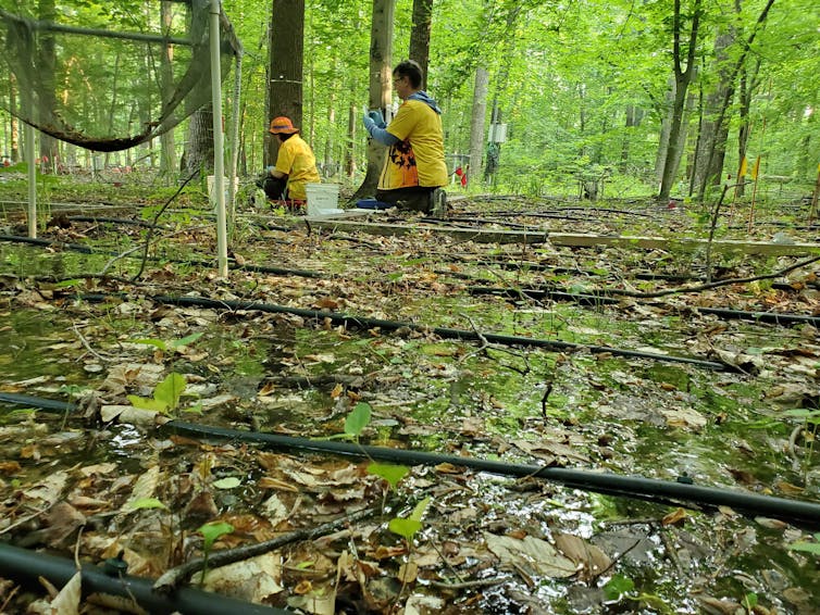 Two people kneel in a forest taking samples. Irrigation lines are in the foreground.