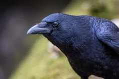 A crow perched on a branch.