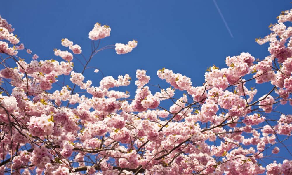 Subaru Cherry Blossom Festival Returns to Philadelphia March 28-29 ...