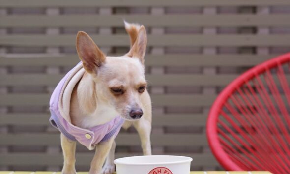 a chihuahua in a vest looking at a paper container