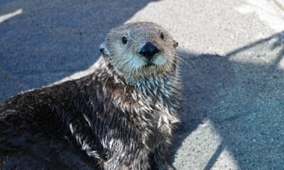 Vancouver Aquarium THE VANCOUVER AQUARIUM AND AQUARIUM DU QUEBEC 2