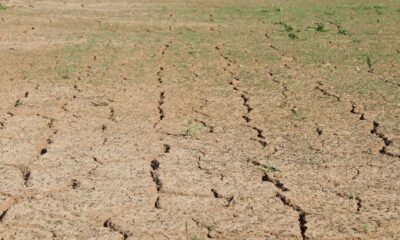 brown field in close up shot