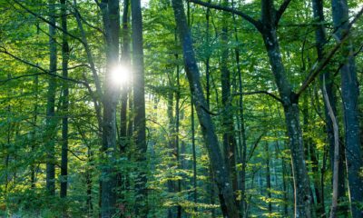 sunlight shining through trees in woods