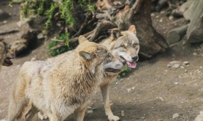 pair of wolves in natural habitat