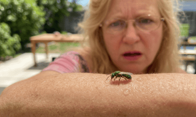 Firefly Gemini Flash A humorous yet photorealistic editorial image of a tiny metallic green sweat bee perc 453196 1